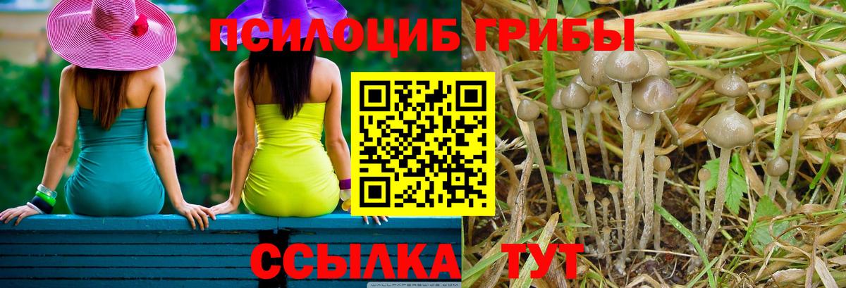 Псилоцибиновые грибы GOLDEN TEACHER Мценск